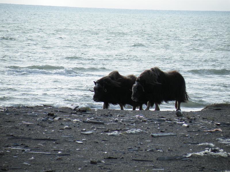 Bering Strait 1 116.jpg
